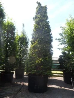 Gele Haagconifeer (Chamaecyparis Lawsoniana 'Ivonne') 18 Gele Haagconifeer (Chamaecyparis Lawsoniana 'Ivonne') -Tuinplantenwinkel chamaecyparis lawsoniana ivonne 500 600 c750 1