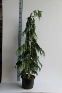 Cypres (Chamaecyparis Nootkatensis 'Pendula') -Tuinplantenwinkel chamaecyparis n. pendula 125 150 cm co. 12l v 1