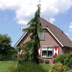 Cypres (Chamaecyparis Nootkatensis 'Pendula') -Tuinplantenwinkel chamaecyparis nootk. pendula