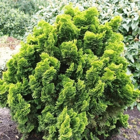 Gele Dwergconifeer (Chamaecyparis Obtusa 'Nana Aurea') 2 Gele Dwergconifeer (Chamaecyparis Obtusa 'Nana Aurea') - Afbeelding 2