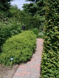 Cypres (Chamaecyparis Pisifera 'Filifera Nana') 11 Cypres (Chamaecyparis Pisifera 'Filifera Nana') -Tuinplantenwinkel chamaecyparis pis. filifera nana