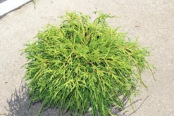 Cypres (Chamaecyparis Pisifera 'Filifera Nana') 10 Cypres (Chamaecyparis Pisifera 'Filifera Nana') -Tuinplantenwinkel chamaecyparis pisifera filifera nana