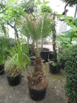 Dwergpalm (Chamaerops Humilis) -Tuinplantenwinkel chamaerops humilis 100 125 150 c70 1 1