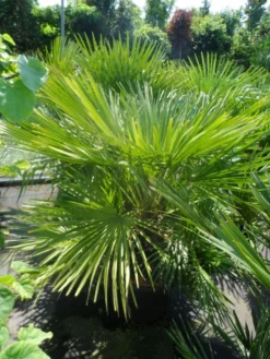 Dwergpalm (Chamaerops Humilis) -Tuinplantenwinkel chamaerops humilis 100 125 c50 1