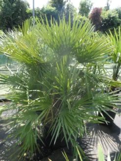 Dwergpalm (Chamaerops Humilis) -Tuinplantenwinkel chamaerops humilis 125 150 c70