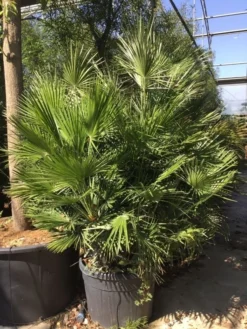 Dwergpalm (Chamaerops Humilis) -Tuinplantenwinkel chamaerops humilis 150175cm c130