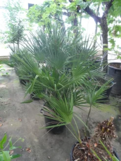 Dwergpalm (Chamaerops Humilis) -Tuinplantenwinkel chamaerops humilis 80 100 c35
