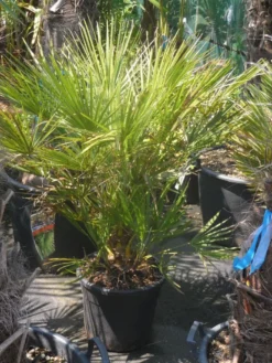 Dwergpalm (Chamaerops Humilis) -Tuinplantenwinkel chamaerops humilis c20 60 80 1