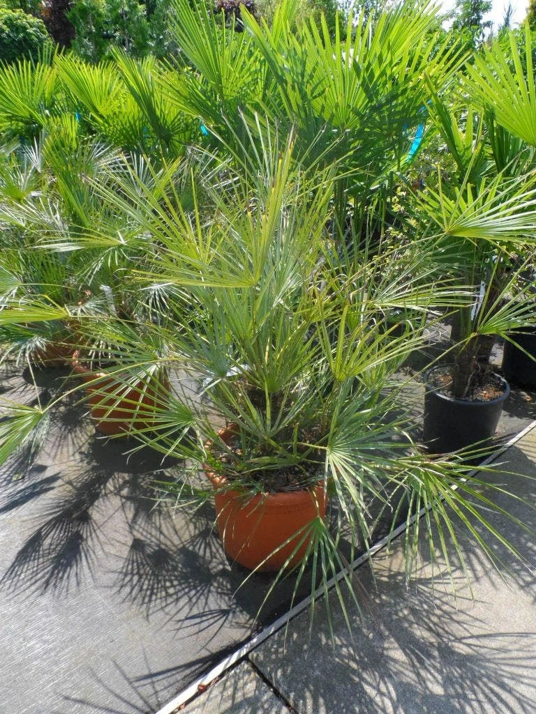 Dwergpalm (Chamaerops Humilis 'Cerifera') 6 Dwergpalm (Chamaerops Humilis 'Cerifera') - Afbeelding 6