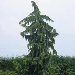 Cypres (Chamaecyparis Nootkatensis 'Pendula') -Tuinplantenwinkel chnpendu 4 1
