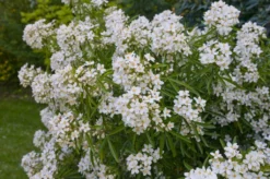 Choisya (Choisya 'Aztec Pearl')