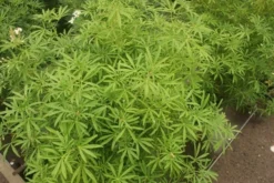 Choisya (Choisya 'Aztec Pearl') -Tuinplantenwinkel choisya aztec pearl 2