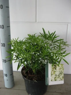 Choisya (Choisya 'Aztec Pearl') -Tuinplantenwinkel choisya aztec pearl c3 september