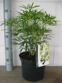 Choisya (Choisya 'Aztec Pearl') -Tuinplantenwinkel choisya aztec pearl c5 10 08 2018