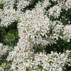 Choisya (Choisya Ternata 'White Dazzler')