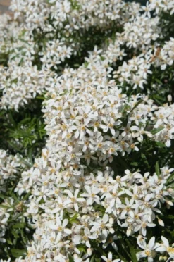 Choisya (Choisya Ternata 'White Dazzler')