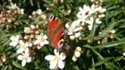 Choisya (Choisya Ternata 'White Dazzler') -Tuinplantenwinkel choisya white dazzler butterfly