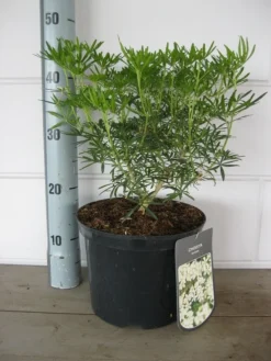 Choisya (Choisya Ternata 'White Dazzler') -Tuinplantenwinkel choisya white dazzler c5 10 08 2018