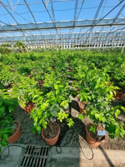 Sinaasappel (Citrus Sinensis 'Arcobal') -Tuinplantenwinkel citrus chinensis arcobal 2