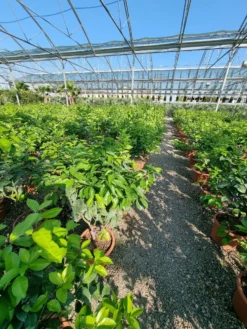 Sinaasappel (Citrus Sinensis 'Arcobal') -Tuinplantenwinkel citrus chinensis arcobal 3