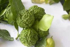 Kaffirlimoen (Citrus Hystrix) 5 Kaffirlimoen (Citrus Hystrix) -Tuinplantenwinkel citrus hystrix