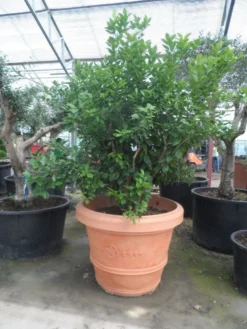 Kumquat (Citrus Kumquat) -Tuinplantenwinkel citrus kumquat solitair c500