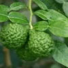 Kaffirlimoen (Citrus Hystrix)