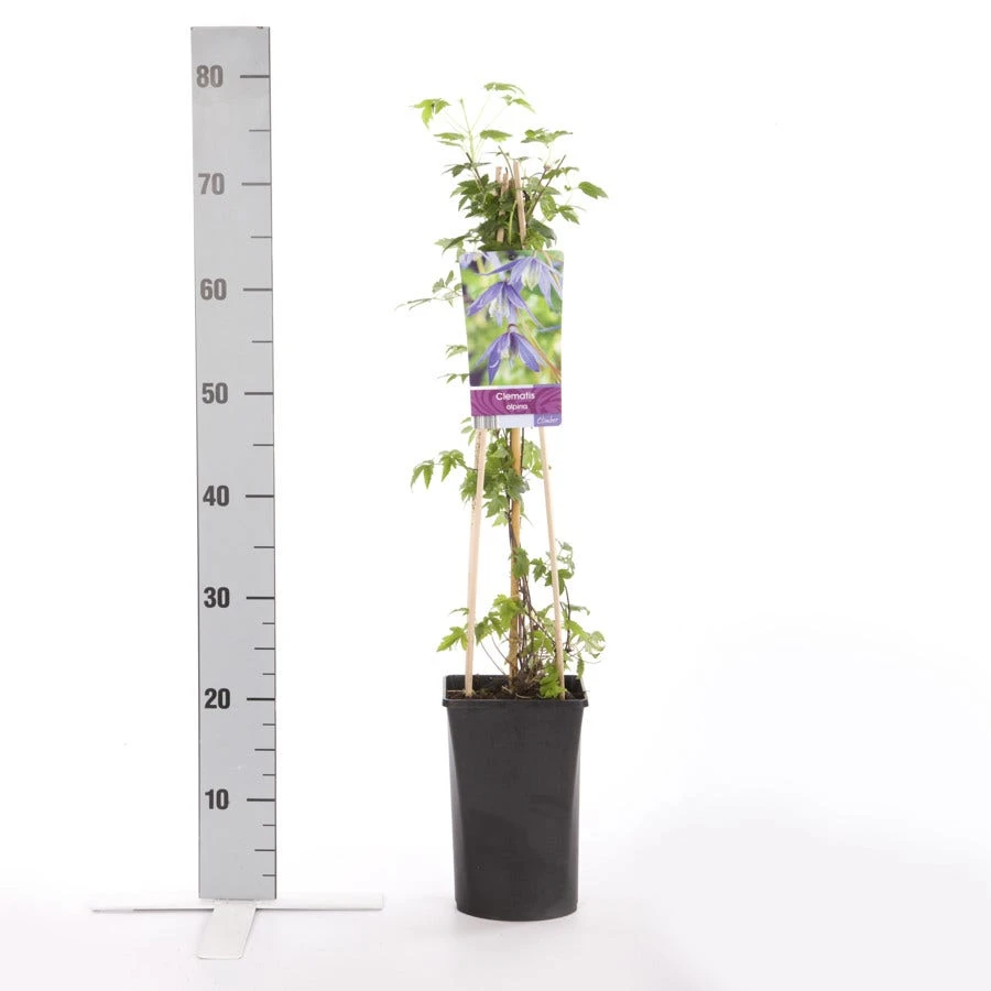 Bosrank (Clematis Alpina) 3 Bosrank (Clematis Alpina) - Afbeelding 3