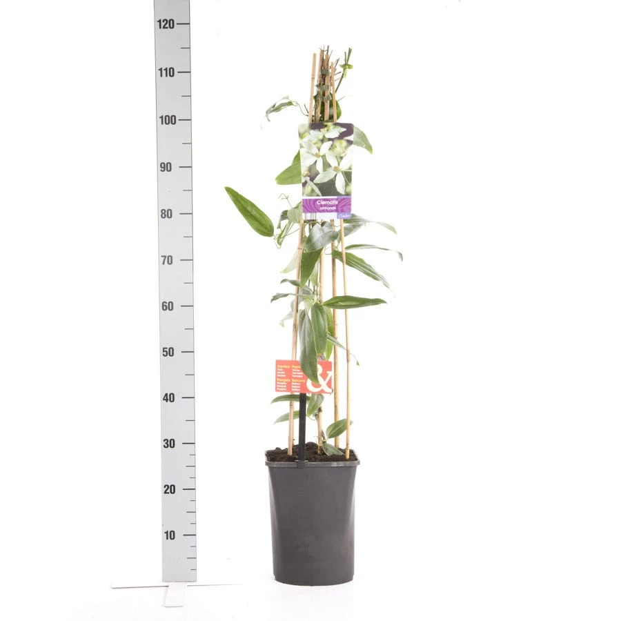 Bosrank, Groenblijvend (Clematis Armandii 'Apple Blossom') 6 Bosrank, Groenblijvend (Clematis Armandii 'Apple Blossom') - Afbeelding 6