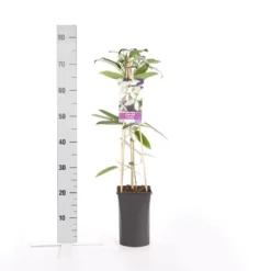 Bosrank, Groenblijvend (Clematis Armandii) -Tuinplantenwinkel clematis armandii 2