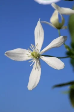 Bosrank, Groenblijvend (Clematis Armandii) -Tuinplantenwinkel clematis armandii 3 1
