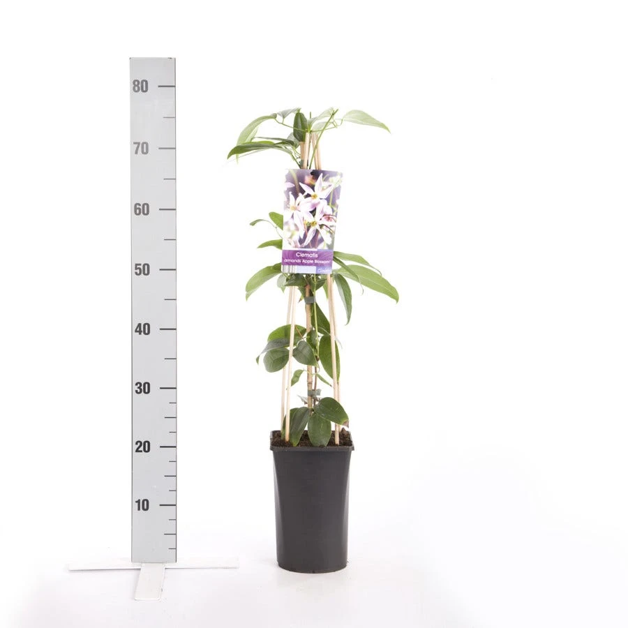 Bosrank, Groenblijvend (Clematis Armandii 'Apple Blossom') 5 Bosrank, Groenblijvend (Clematis Armandii 'Apple Blossom') - Afbeelding 5