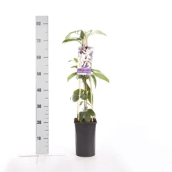 Bosrank, Groenblijvend (Clematis Armandii 'Apple Blossom') 13 Bosrank, Groenblijvend (Clematis Armandii 'Apple Blossom') -Tuinplantenwinkel clematis armandii apple blossom 3