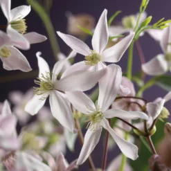 Bosrank, Groenblijvend (Clematis Armandii 'Apple Blossom') -Tuinplantenwinkel clematis armandii apple blossom 2 2