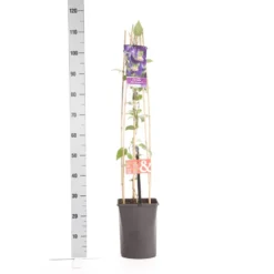 Bosrank (Clematis 'Blue Pirouette') 5 Bosrank (Clematis 'Blue Pirouette') -Tuinplantenwinkel clematis blue pirouette pbr 1.00 1.25 1