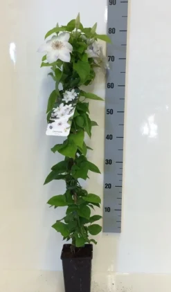 Bosrank (Clematis 'Henryi') -Tuinplantenwinkel clematis henryi 80 100 c2