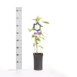Bosrank (Clematis 'Jackmanii Alba') -Tuinplantenwinkel clematis jackmanii alba 1
