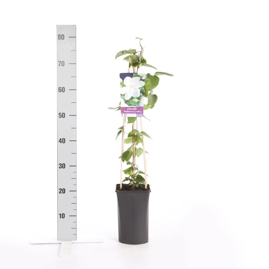 Bosrank (Clematis 'Madame Le Coultre') 4 Bosrank (Clematis 'Madame Le Coultre') - Afbeelding 4