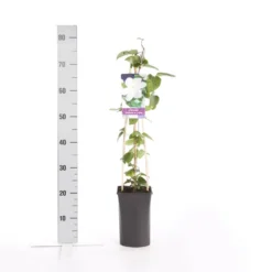 Bosrank (Clematis 'Madame Le Coultre') 9 Bosrank (Clematis 'Madame Le Coultre') -Tuinplantenwinkel clematis madame le coultre