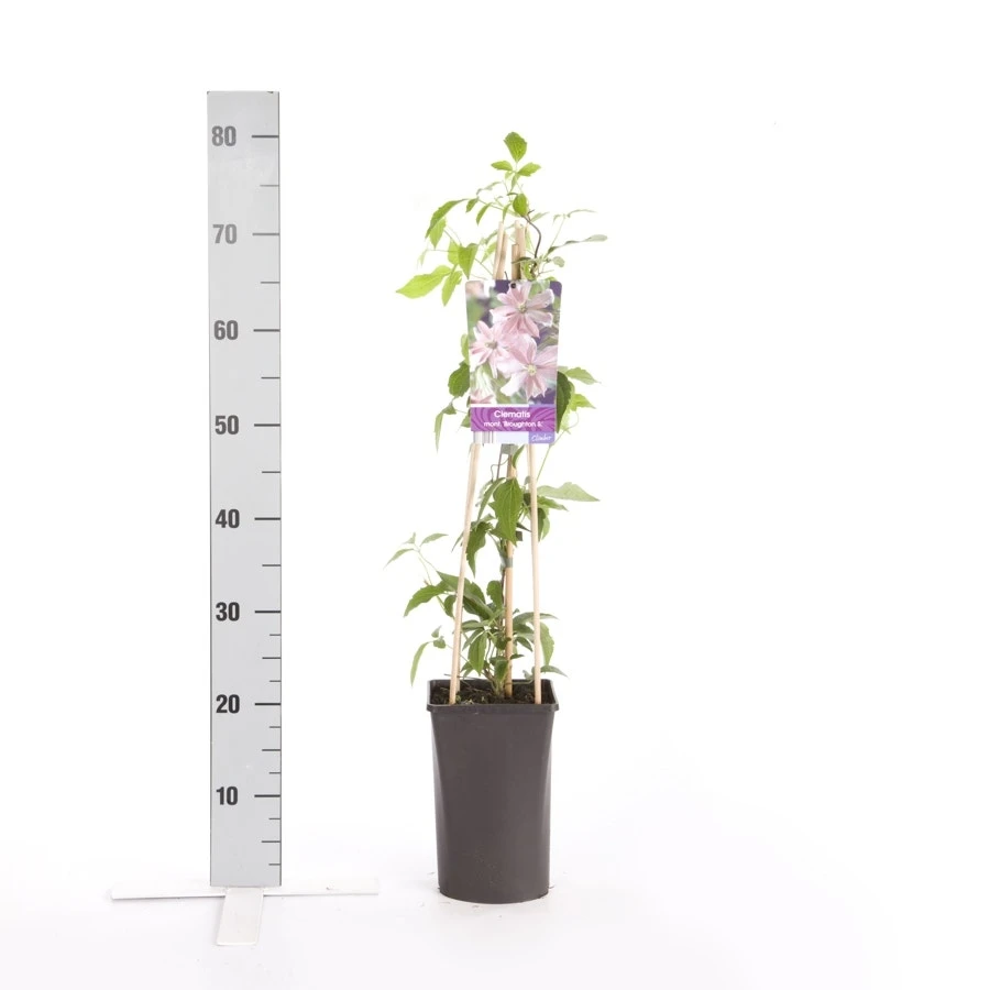 Bosrank (Clematis Montana 'Broughton Star') 2 Bosrank (Clematis Montana 'Broughton Star') - Afbeelding 2