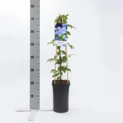 Bosrank (Clematis 'Mrs Cholmondeley') -Tuinplantenwinkel clematis mrs. cholmondeley 1