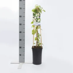 Bosrank (Clematis 'Paul Farges') -Tuinplantenwinkel clematis paul farges 2