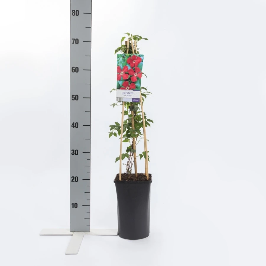 Bosrank (Clematis Viticella 'Rubra') 2 Bosrank (Clematis Viticella 'Rubra') - Afbeelding 2
