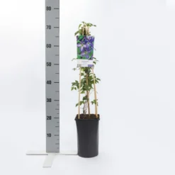 Bosrank (Clematis Viticella) -Tuinplantenwinkel clematis viticella