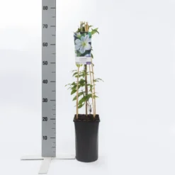 Bosrank (Clematis 'Yukikomachi') 7 Bosrank (Clematis 'Yukikomachi') -Tuinplantenwinkel clematis yukikomachi 2