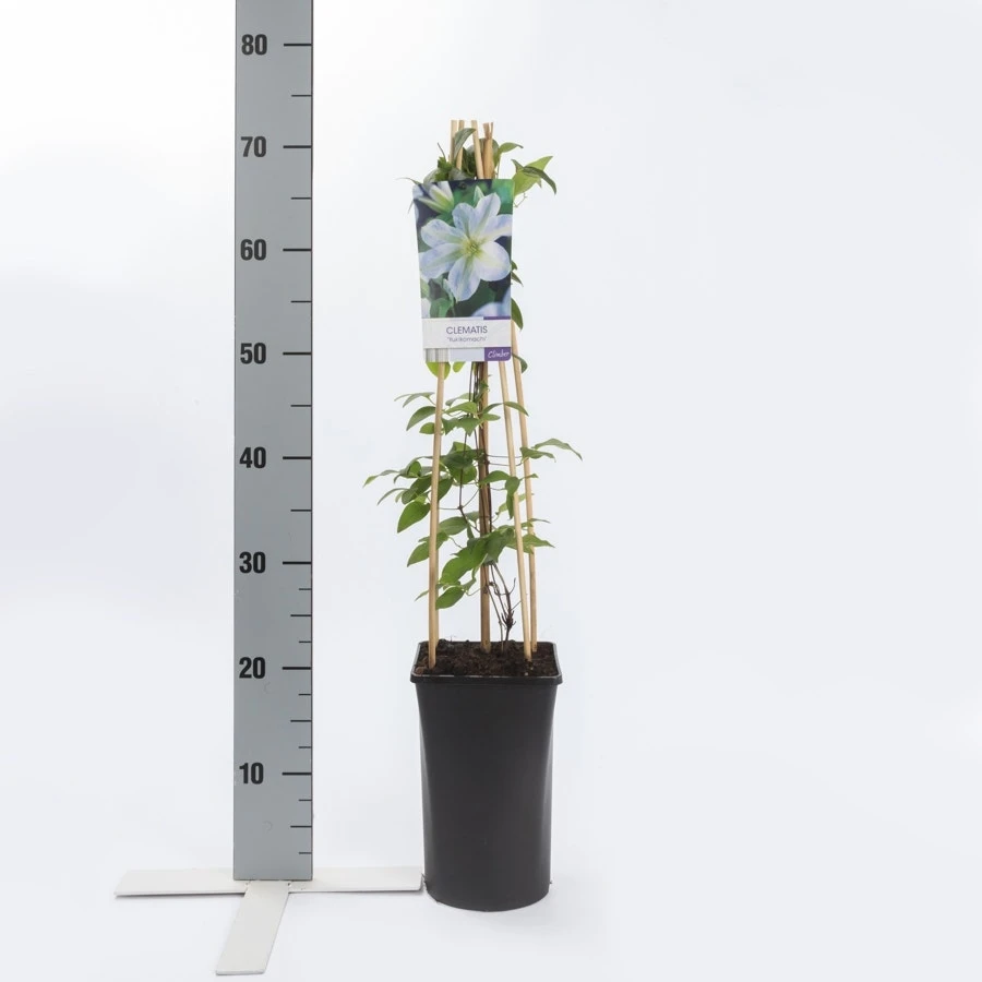Bosrank (Clematis 'Yukikomachi') 3 Bosrank (Clematis 'Yukikomachi') - Afbeelding 3