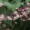 Pindakaasboom (Clerodendrum Trichotomum)