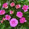 Klimroos (Rosa 'Parfum Royal')