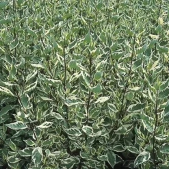 Bonte Kornoelje (Cornus Alba 'Elegantissima') -Tuinplantenwinkel coaelega 3
