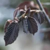 Rode Hazelaar (Corylus Maxima 'Purpurea')